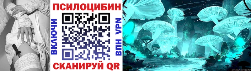 blacksprut ссылка  Устюжна  Псилоцибиновые грибы Psilocybe 